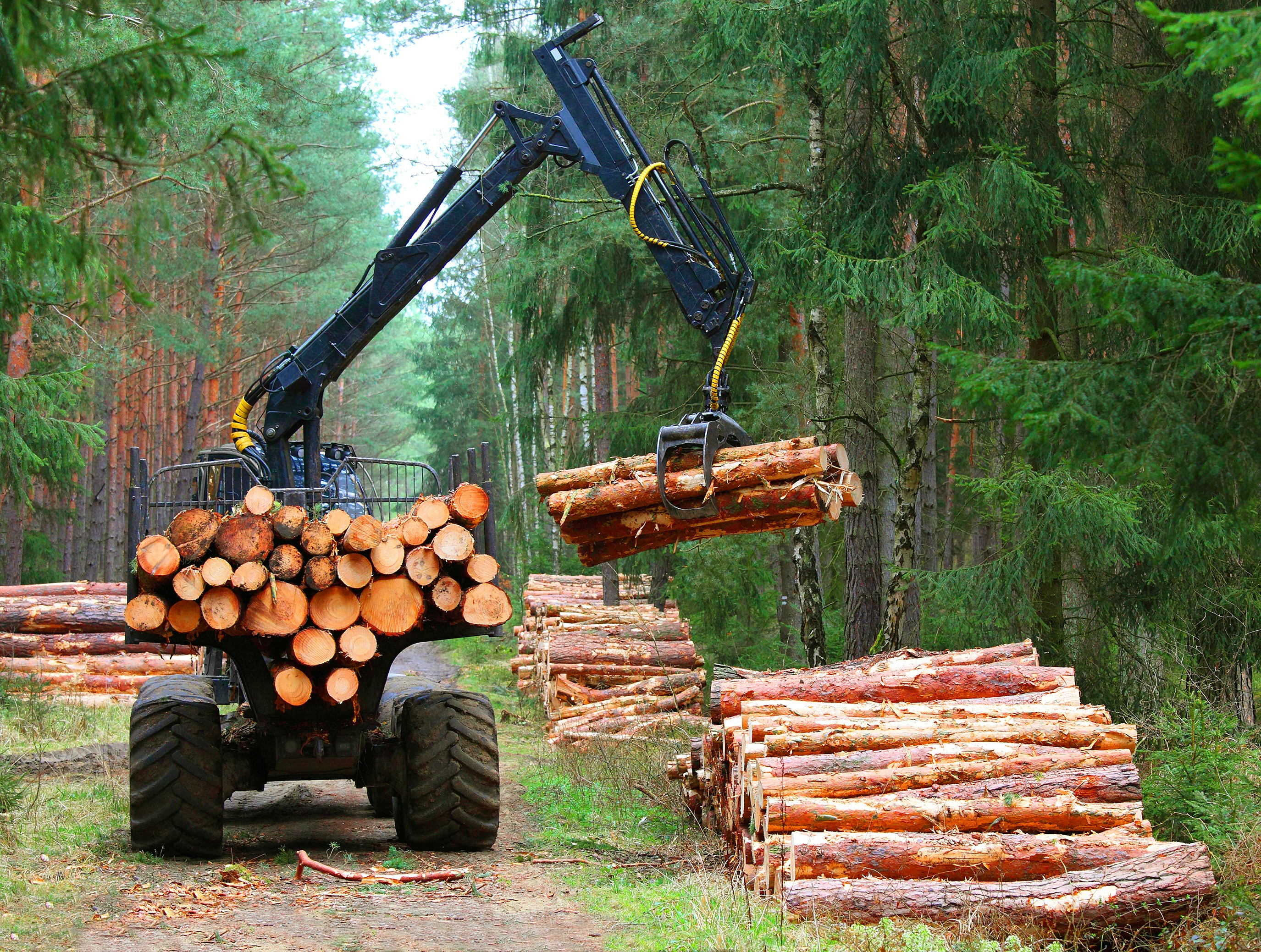 felled logs being transported in a forest