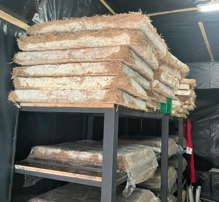 Insulation panels made from mushroom mycelium