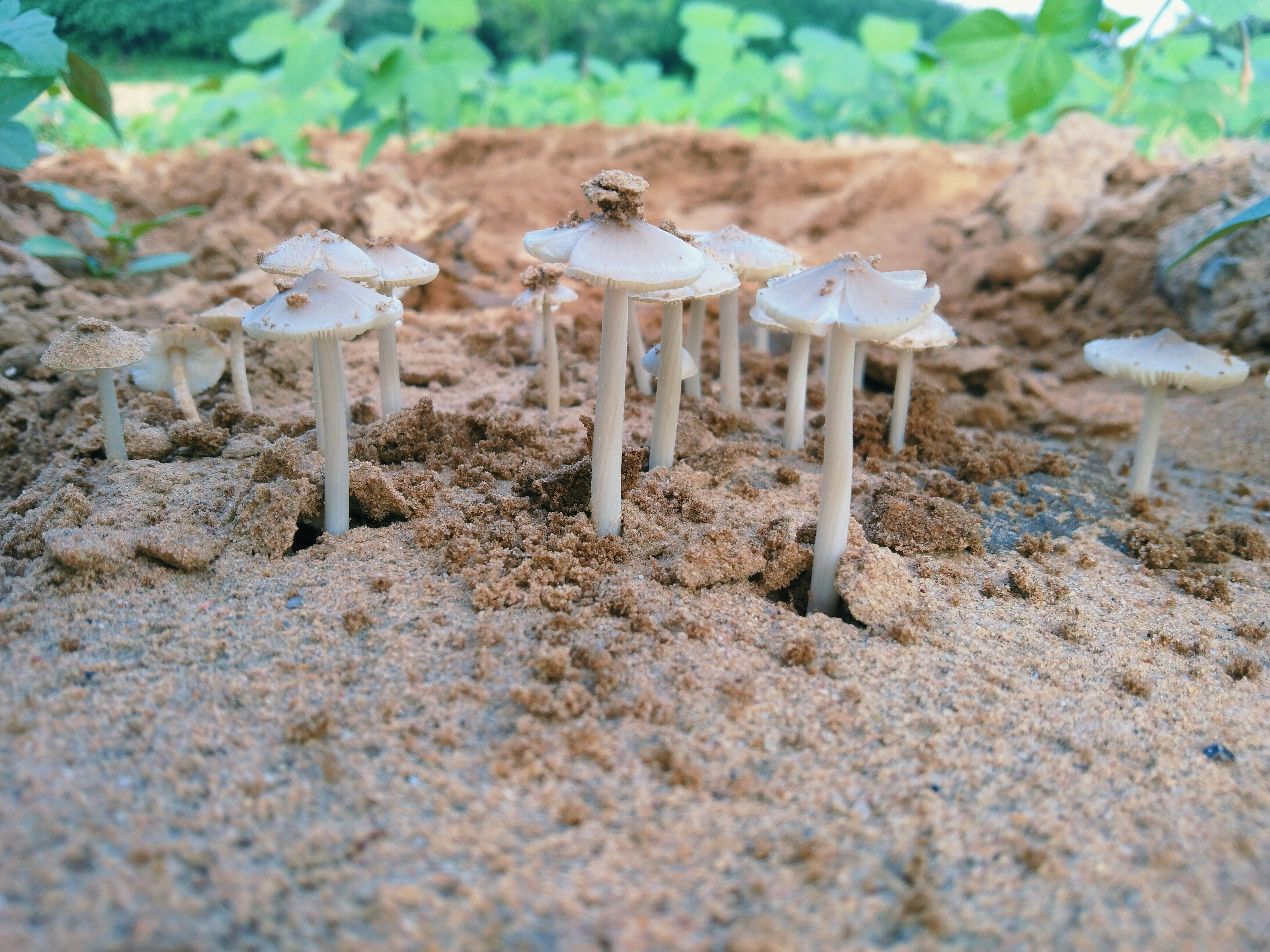 A group of small white mushrooms sitting on top of some dirt