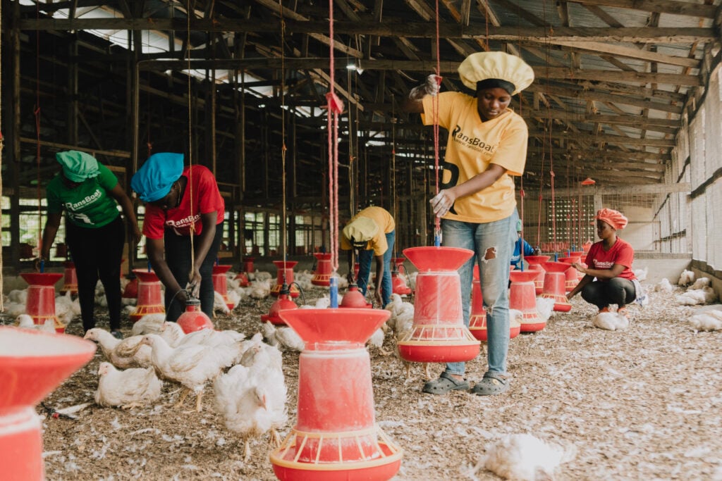 Women farmers working in a chicken coop