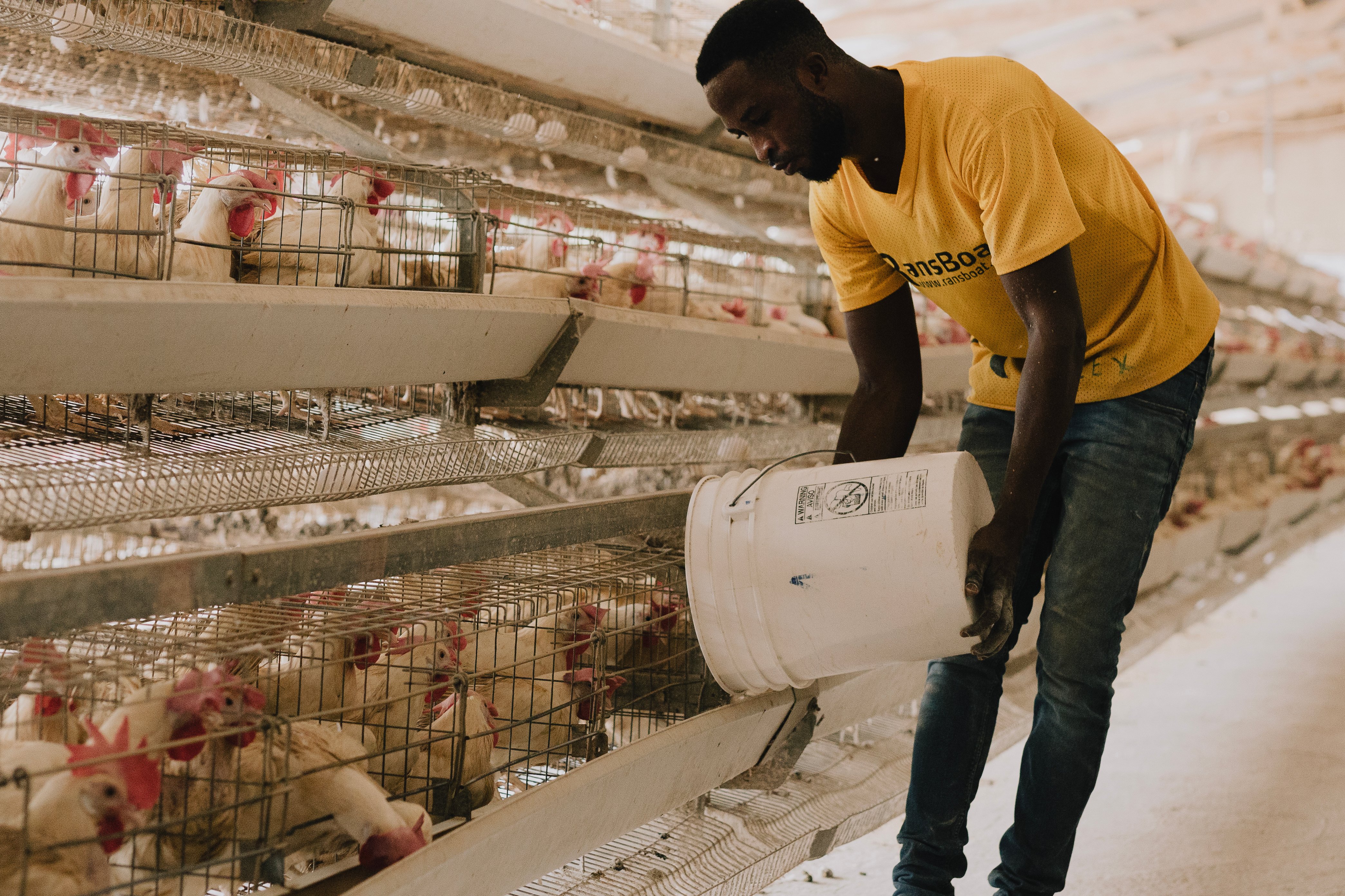 A photo of an employee of Ransboat Company Limited feeding chickens as part of their daily activities.