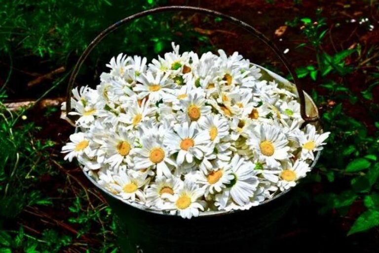 Investment and Market Strategy for Revitalizing the Kenyan Pyrethrum Sub-sector