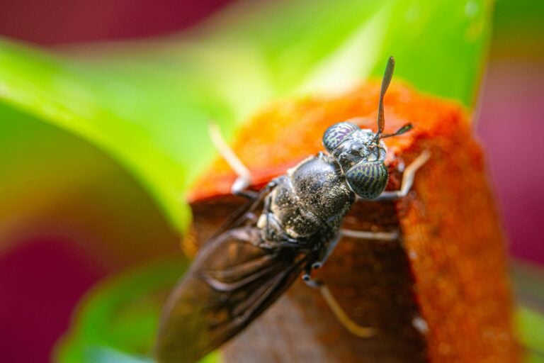 African agriculture’s next frontier: leveraging Black Soldier Fly models for improved food security