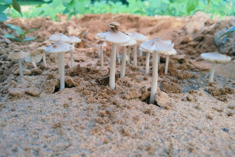 Mycelium advantage: mushroom-based insulation for Africa’s construction boom